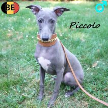 Italiaanse Windhond Piccolo 04-03-26 M(BE3751) 12-07-26..jpg