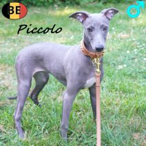 Italiaanse Windhond Piccolo 04-03-26 M(BE3751) 12-07-26.jpg