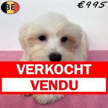 Maltezer 30-03-26 F(BE6201) 05-07-26 verkocht - vendu.jpg