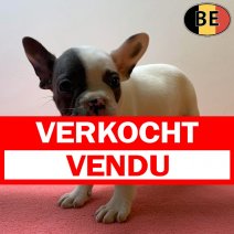 Franse Bulldog 02-05-26 F(BE6186) 06-07-26 verkocht - vendu.jpg