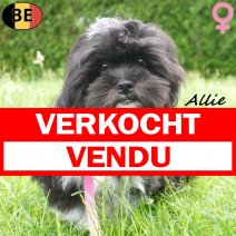 Lhasa Apso Allie 27-01-26 F(BE6036) 01-06-26 verkocht - vendu.jpg