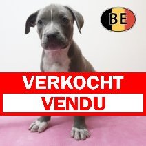 American Staffordshire Terrier 03-05-2026 F (BE7359) 11-07-2026 verkocht - vendu.jpg