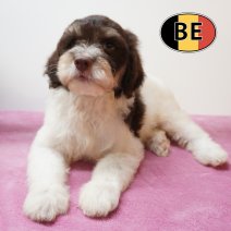 Lagotto Romagnolo 10-05-2026 F (BE5598) 14-07-2026.JPG