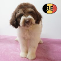 Lagotto Romagnolo 10-05-2026 F (BE5998) 14-07-2026.JPG