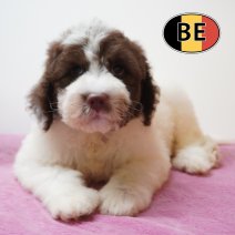 Lagotto Romagnolo 10-05-2026 F (BE9874) 14-07-2026.JPG