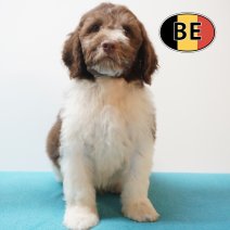 Lagotto Romagnolo 10-05-2026 M (BE0386) 14-07-2026.JPG