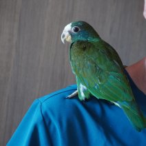 baby witkopmargrietje (pionus senilis) 1-07-26 (1).JPG