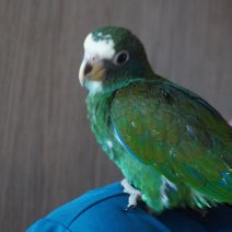 baby witkopmargrietje (pionus senilis) 1-07-26 (2).JPG