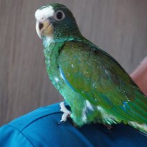 baby witkopmargrietje (pionus senilis) 1-07-26 (3).JPG