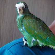 baby witkopmargrietje (pionus senilis) 1-07-26 (4).JPG