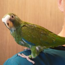 baby witkopmargrietje (pionus senilis) 1-07-26 (5).JPG