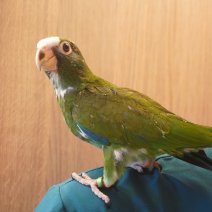 baby witkopmargrietje (pionus senilis) 1-07-26 (6).JPG