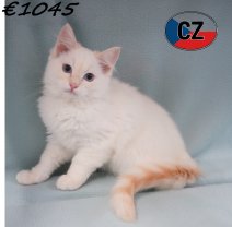 Ragdoll 19-02-26 M(CZ3382) 19-06-2026.jpg