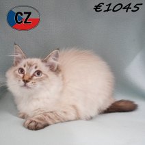Ragdoll 12-02-26 M(CZ2112) 19-06-2026.jpg