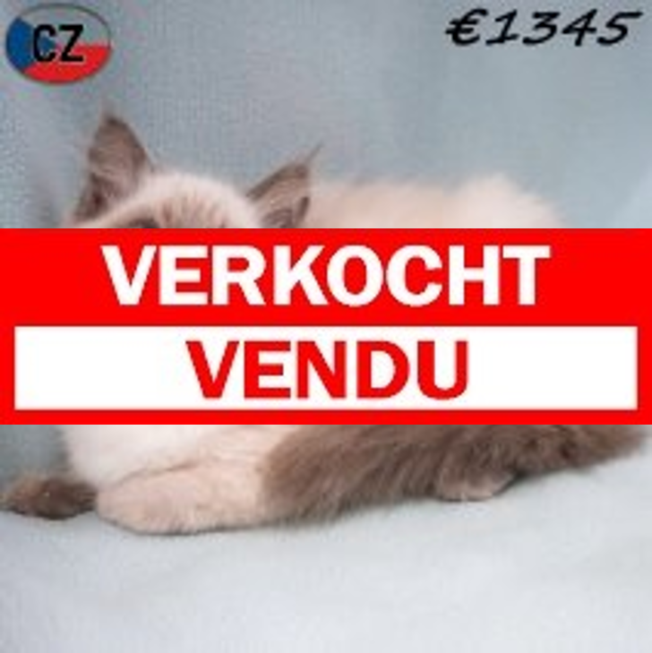 Ragdoll 16-02-26 M(CZ3372) 19-06-2026.verkocht-vendu