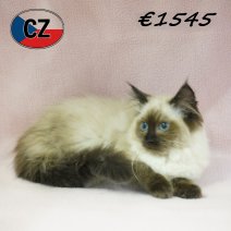 Ragdoll 16-02-26 F(CZ3374) 19-06-2026.jpg