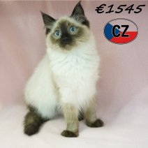 Ragdoll 07-02-26 F(CZ2113) 19-06-2026.jpg