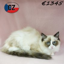 Ragdoll 01-02-26 F(CZ3376) 19-06-2026.jpg