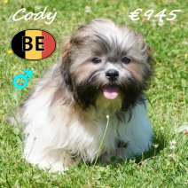 Lhasa Apso Cody 26-02-26 M (BE6613) 15-07-2026.JPG
