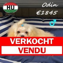 Maltipoo 26-01-2026 M (HU8836) 16-06-2026 verkocht -vendu.jpg