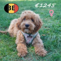 Cockapoo 30-03-26 F(BE6239) 15-07-2026.JPG
