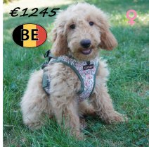 Cockapoo 30-03-26 F(BE6264) 15-07-2026.JPG