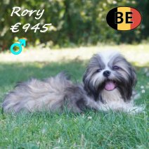 Lhasa Apso Rory 26-02-26 M (BE6666) 15-07-2026.jpg