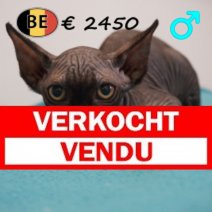 Sphynx 01-04-26 M(BE7246) 24-06-2026 Verkocht - Vendu.jpg
