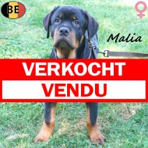 Rottweiler Malia 19-03-26 F(BE8682) 12-07-26 verkocht  - vendu.jpg