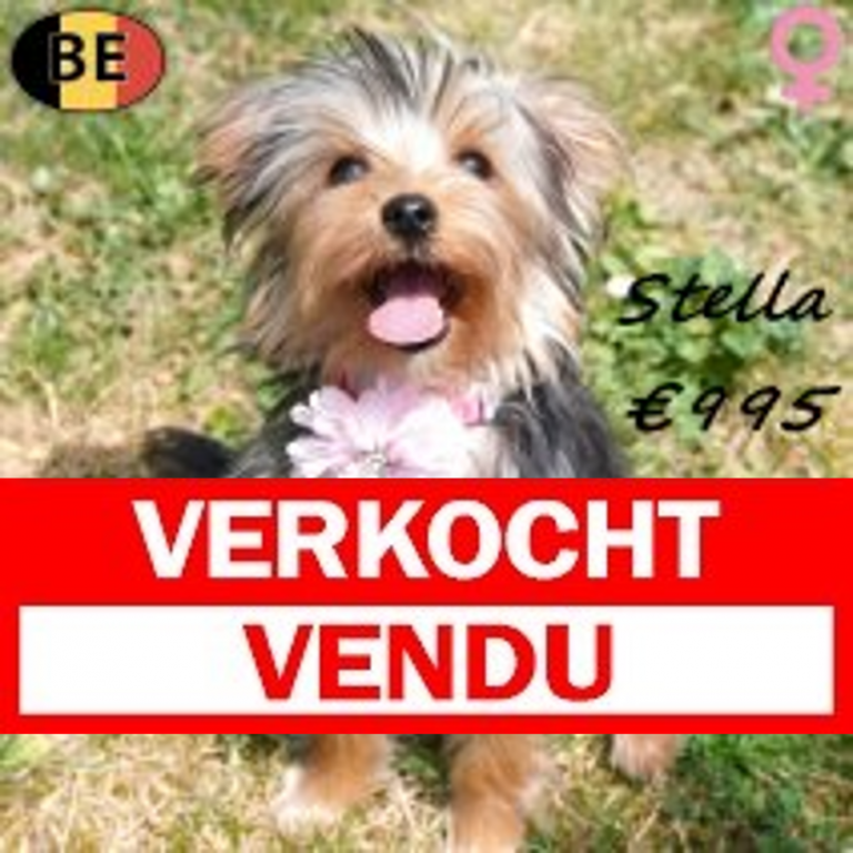 Yorkshire Terrier Stella 11-02-26 F(BE6573) verkocht