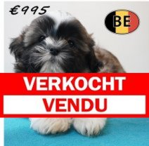 Shih Tzu 16-03-26 M (BE6419) 270526 Verkocht - Vendu.jpg