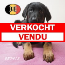 Duitse Herder 08-05-2026 F (BE7413) 16-07-2026.verkocht-vendu