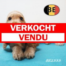 Engelse Cocker 21-05-2026 M (BE2333) 16-07-2026.verkocht-vendu