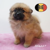 Keesje 17-05-2026 F (BE6227) 16-07-2026.JPG