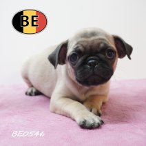 Mops 12-05-2026 F (BE0546) 16-07-2026.JPG