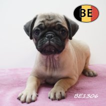 Mops 12-05-2026 F (BE1306) 16-07-2026.JPG