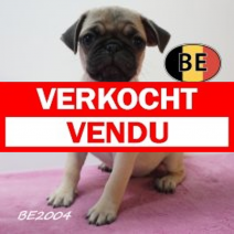 Mops 12-05-2026 F (BE2004) 16-07-2026.verkocht-vendu
