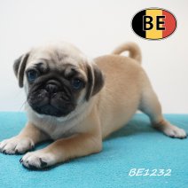 Mops 12-05-2026 M (BE1232) 16-07-2026.JPG