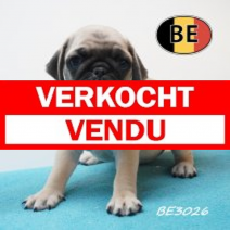 Mops 12-05-2026 M (BE3026) 16-07-2026.verkocht-vendu