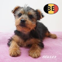 Yorkshire Terrier 05-05-2026 F (BE6188) 16-07-2026.JPG