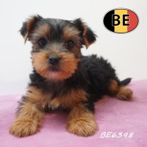 Yorkshire Terrier 05-05-2026 F (BE6398) 16-07-2026.JPG