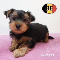 Yorkshire Terrier 19-05-2026 F (BE0111) 16-07-2026.JPG