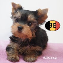 Yorkshire Terrier 19-05-2026 F (BE0162) 16-07-2026.JPG
