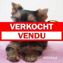 Yorkshire Terrier 19-05-2026 F (BE0162) 16-07-2026.verkocht-vendu