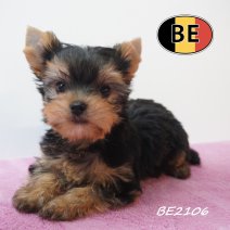 Yorkshire Terrier 19-05-2026 F (BE2106) 16-07-2026.JPG