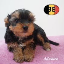 Yorkshire Terrier 19-05-2026 F (BE3802) 16-07-2026.JPG
