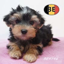 Yorkshire Terrier 19-05-2026 F (BE9796) 16-07-2026.JPG