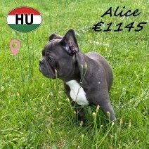 Franse Bulldog Alice 27-12-2025 F(HU8786) 29-06-2026.jpg