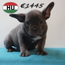 Franse Bulldog 09-03-2026 M(HU6038) 24-06-2026.jpg