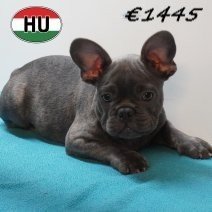 Franse Bulldog 08-03-2026 M(HU6025) 24-06-2026.jpg